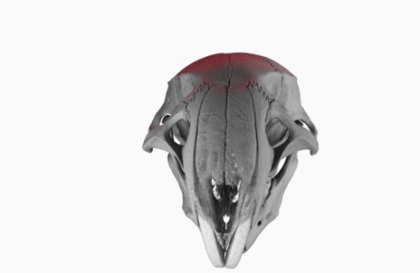 mouse skull